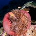 anemonefish_pink_mid_v_0705_png1241.jpg